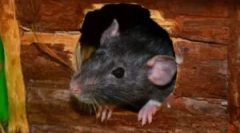 Hogyan lehet megszabadulni a rágcsálóktól a pincében?